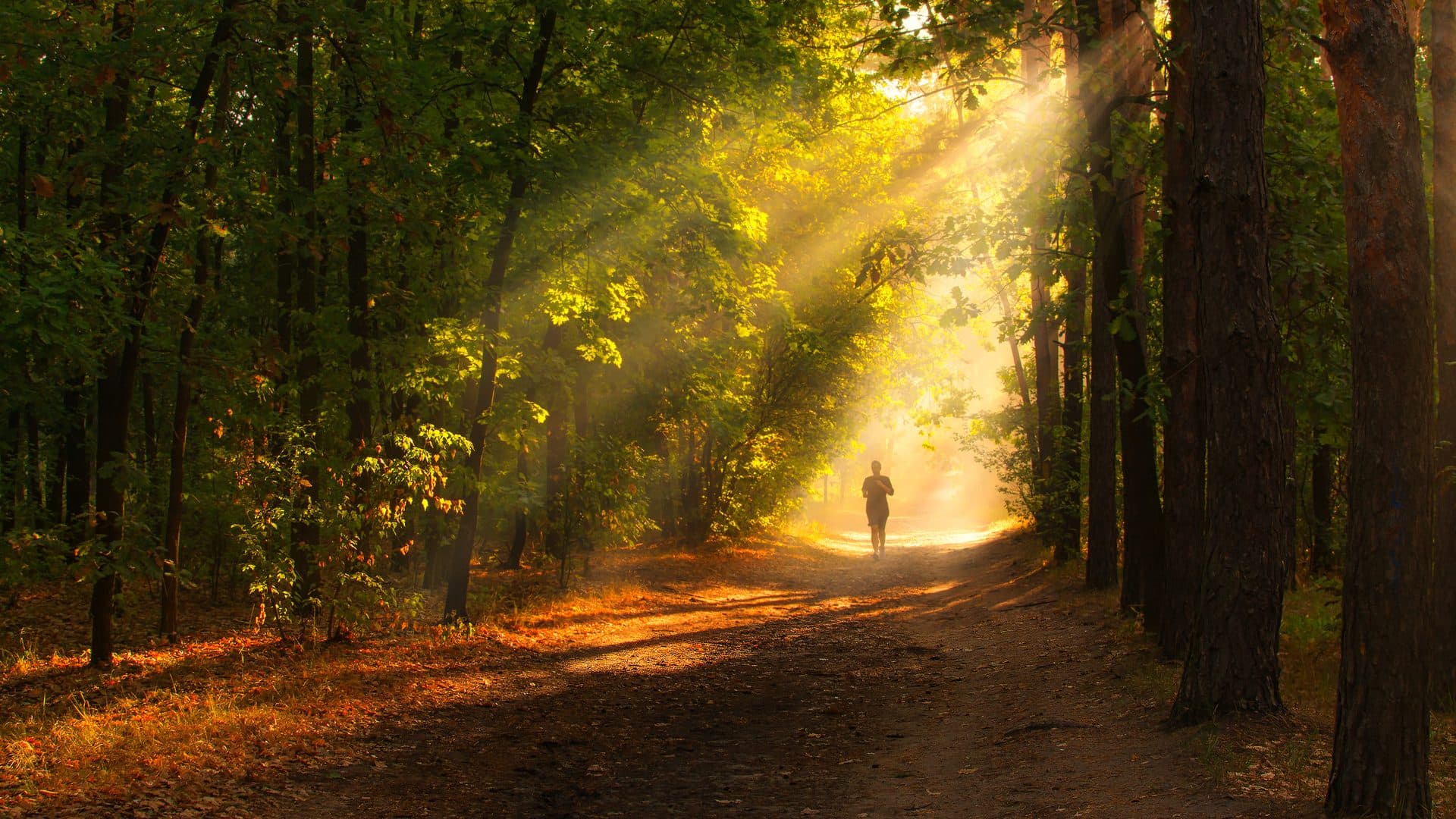 Breiter Waldweg im frühherbstlichen Mischwald, Sonnenstrahlen fallen schräg durch die Kronen, weit hinten geht eine einzelne Person in dunkler Kleidung den Weg entlang